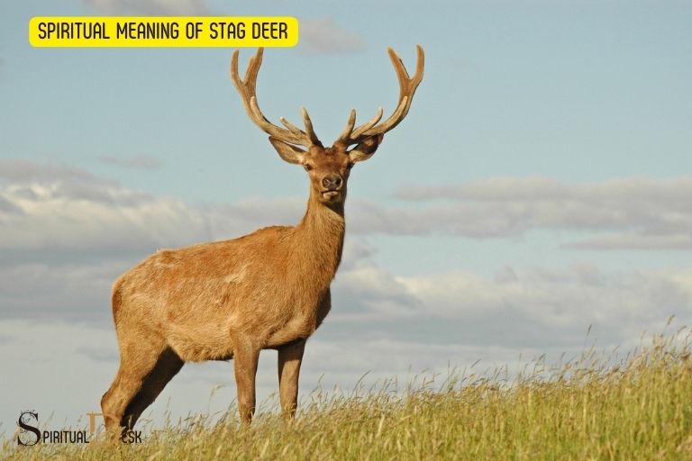 spiritual meaning of stag deer