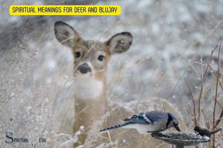 spiritual meanings for deer and blujay