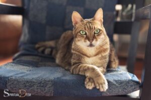 Tabby Cat Spiritual Meaning