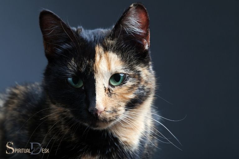 Connecting With Tortoiseshell Cats