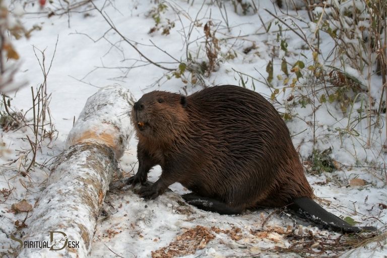 what is the spiritual meaning of a beaver