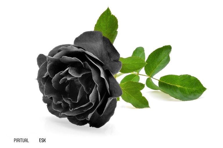 what is the spiritual meaning of a black rose