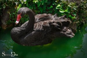 What is the Spiritual Meaning of a Black Swan? Intuition!