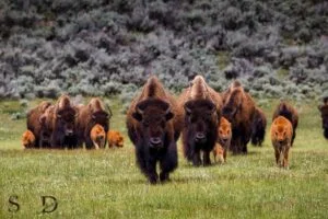 what is the spiritual meaning of a buffalo