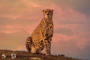 What is the Spiritual Meaning of a Cheetah?
