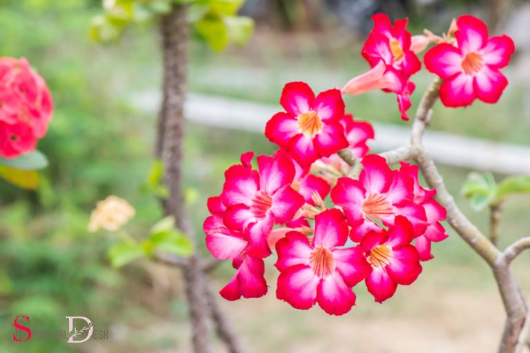 What Is The Spiritual Meaning Of A Desert Rose Clarity 