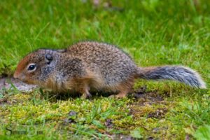 What is the Spiritual Meaning of a Gopher? Grounding!