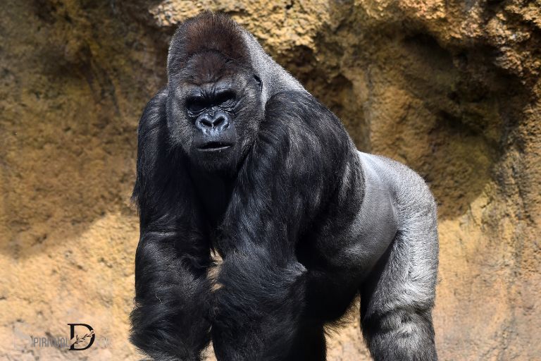 what is the spiritual meaning of a gorilla