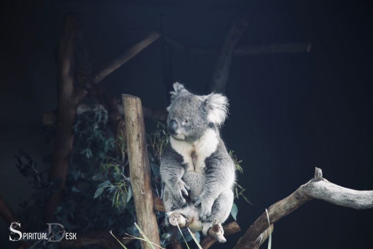 what is the spiritual meaning of a koala bear