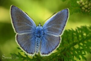 What is the Spiritual Meaning of a Light Blue Butterfly?
