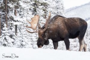 What is the Spiritual Meaning of a Moose?