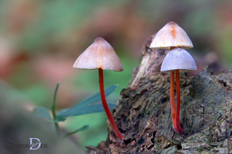 what is the spiritual meaning of a mushroom