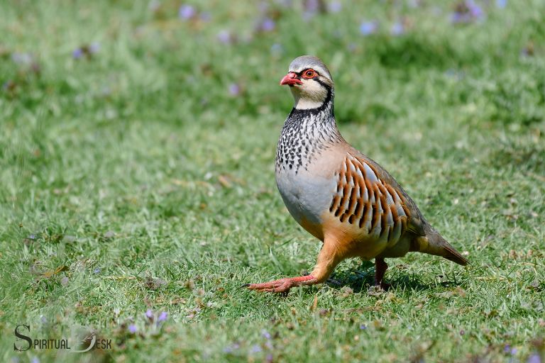 what is the spiritual meaning of a partridge
