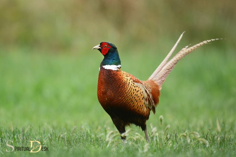 what is the spiritual meaning of a pheasant