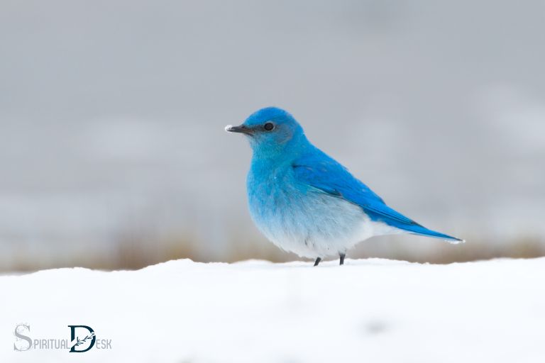 what is the spiritual meaning of seeing a blue bird