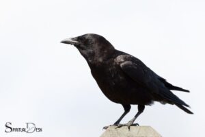 What is the Spiritual Meaning of Seeing a Crow?