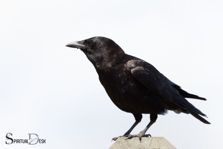 what is the spiritual meaning of seeing a crow