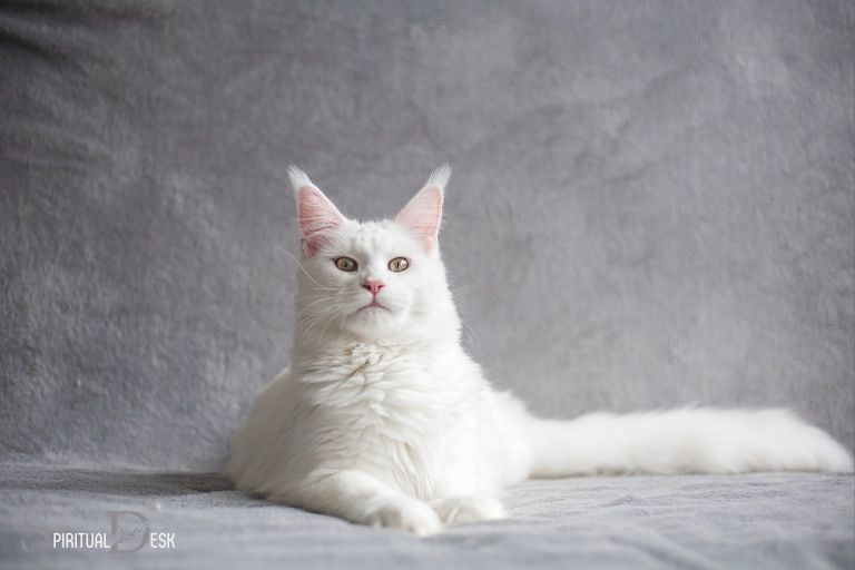 Interpreting White Cat Behavior
