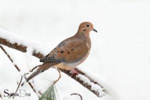 Spiritual Meaning of Contantly Seeing a Mourning Dove