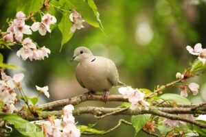Dove Spiritual Meaning Bible: Peace!