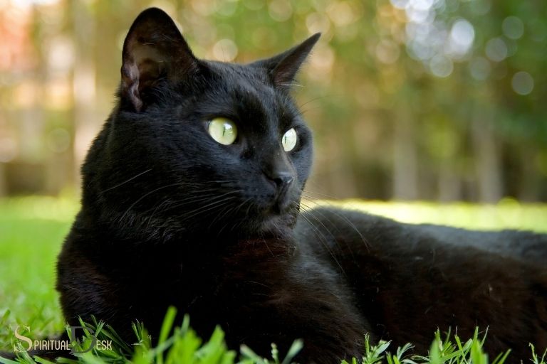 What Does A Black Cat At Night Mean