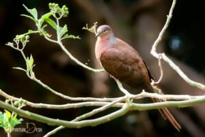 Brown Cuckoo Dove Spiritual Meaning: Patience, Stability!