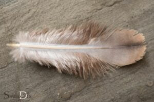Dove Feather Spiritual Meaning: Peace, Love, Purity!