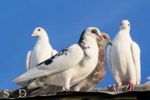 Doves And Pigeons Spiritual Meaning: Peace, Purity, Love!