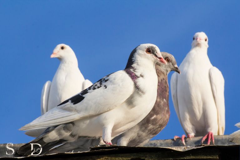 doves and pigeons spiritual meaning