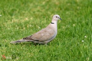 Grey Dove Spiritual Meaning