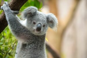 Koala Bear Spiritual Meaning: Contentment!