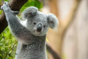 koala bear spiritual meaning