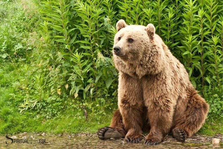 kodiak bear spiritual meaning