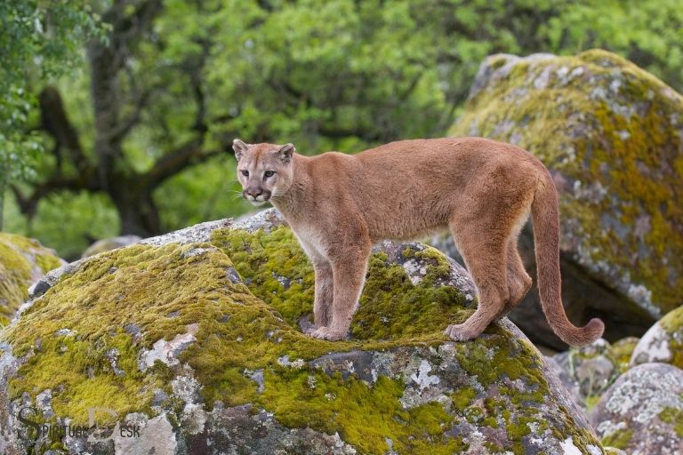 mountain-lion-interesting-facts-pictures-animals-lover