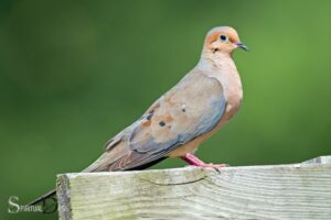 Mourning Dove Spiritual Meaning