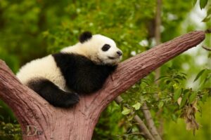 Panda Bear Spiritual Meaning