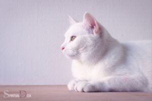 Seeing a White Cat Spiritual Meaning: Purity And Innocence!