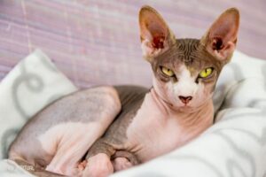 Sphynx Cat Spiritual Meaning: Sacredness, Protection!