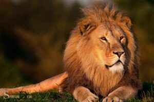 Spiritual Meaning Hearing a Lion Purr: Peace and Comfort!