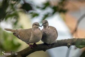Spiritual Meaning of 2 Very Happy Playful Doves: Love, Peace