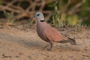 Spiritual Meaning of Collared Dove: Peace, Hope And Love!