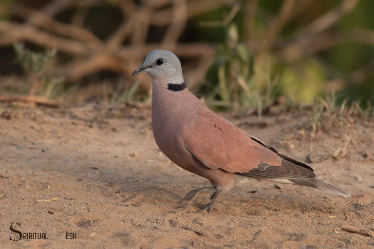 spiritual meaning of collared dove