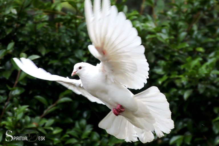 spiritual meaning of white dove flying in front of you