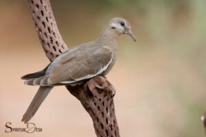 Spiritual Qualities of a Dove – Everything Need To Know