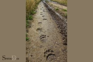 What Does It Mean to See Bear Tracks Spiritually?