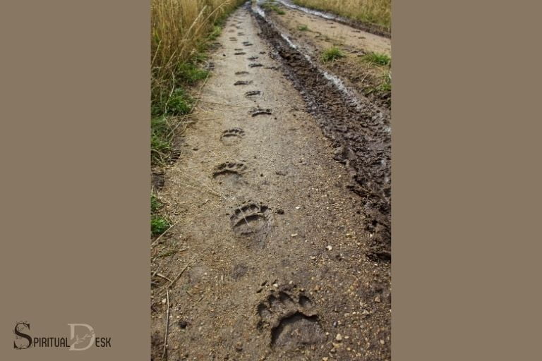 what does it mean to see bear tracks spiritually