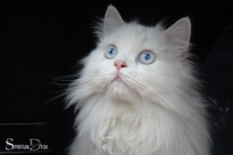 white cat in dream spiritual meaning