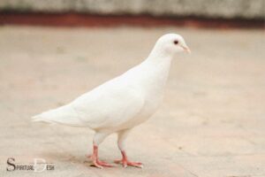 White Dove Spiritual Meaning: Peace, Tranquility, Harmony!