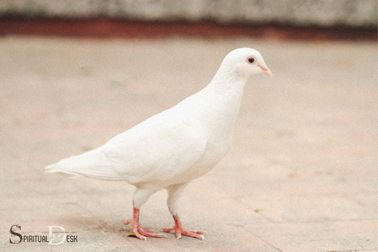 white dove spiritual meaning