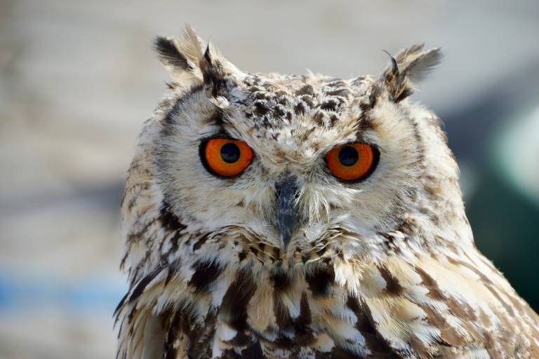 What Is The Spiritual Meaning Of An Owl